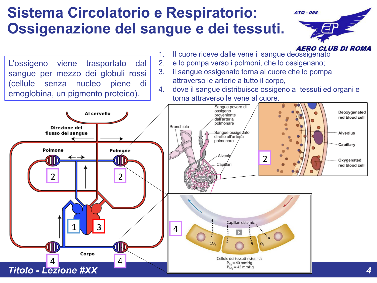 Sistema circolatorio e respiratorio