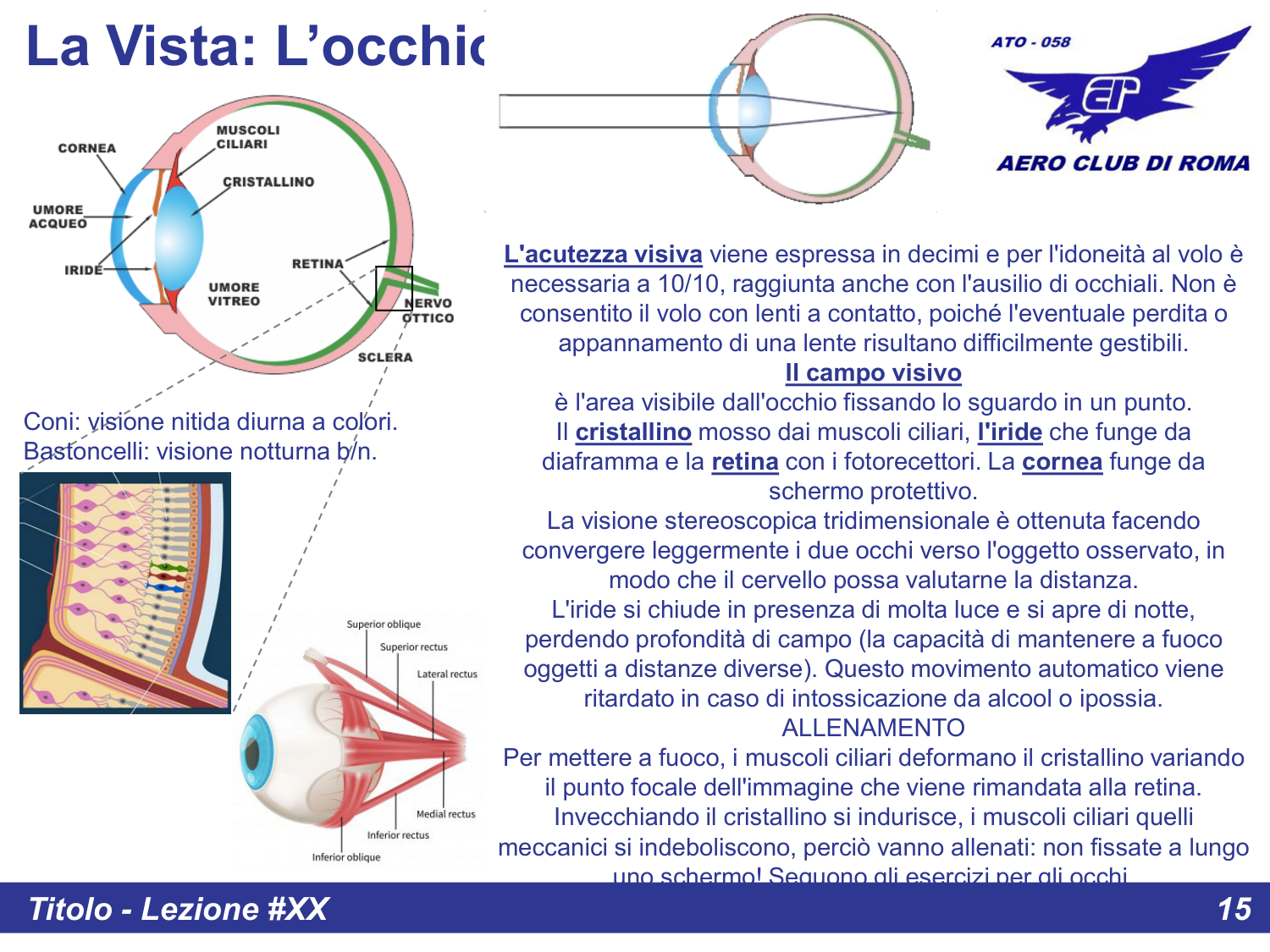 Anatomia dell'occhio