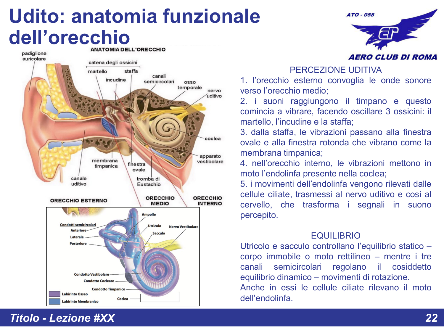 Anatomia dell'orecchio