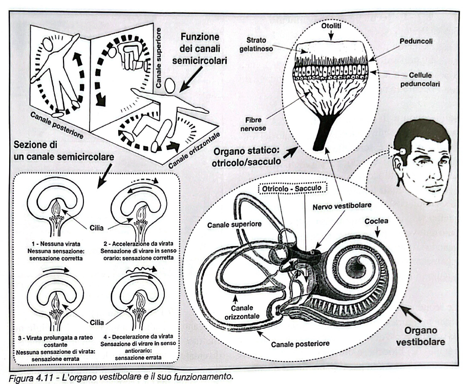 Figura 4.11 - Organo vestibolare