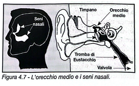 Figura 4.7 - Orecchio medio e seni nasali