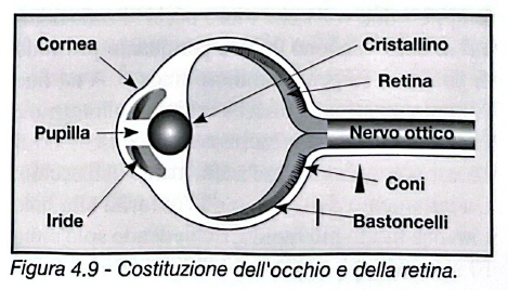 Figura 4.9 - Costituzione dell'occhio